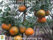 Cây Giống Cam Bù Hương Sơn-Cách trồng và chăm sóc cam bù Hương Sơn