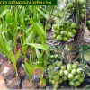 Cây giống dừa xiêm  lùn, cây giống năng suất cao, dễ trồng, nhanh cho thu hoạch