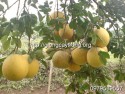 Cây Bưởi DIễn-giongcaytrong.org