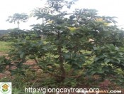 Quy trình kỹ thuật trồng Bơ-giongcaytrong.org