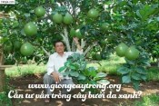 cách trồng bưởi da xanh hiệu quả-giongcaytrong.org