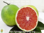 Kĩ thuật trồng Cam Cara-giongcaytrong.org