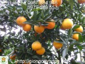 Kĩ Thuật Trồng Cam Vinh-giongcaytrong.org