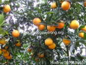 cay cam v2 (1)-giongcaytrong.org