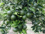 kĩ thuật trồng cam xoàn-giongcaytrong.org