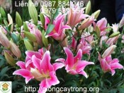 củ giống hoa ly-giongcaytrong.org