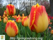 Hướng dẫn kĩ thuật trồng và chăm sóc hoa tulip từ củ giống-giongcaytrong.org