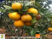 Cam V2-giongcaytrong.org