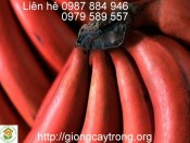 Hướng dẫn kĩ thuật trồng Chuối Cấy Mô-giongcaytrong.org