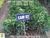 Huong dan bon phan cho cay cam quit-giongcaytrong.org