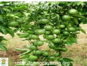 yêu cầu ngoại cảnh chanh leo-giongcaytrong.org