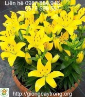 hoa ly tet 2017 (2)-giongcaytrong.org