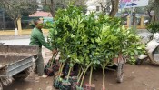 Phòng Trị Bệnh Trên Cây Có Múi-giongcaytrong.org