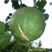 Thiếu trung vi lượng-giongcaytrong.org