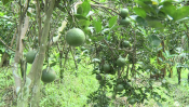 chuoi xen cam-giongcaytrong.org