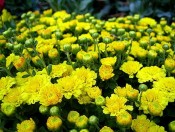 Hướng dẫn kĩ thuật trồng hoa cúc chậu-giongcaytrong.org