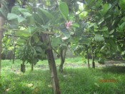 Hướng dẫn kĩ thuật trồng cây phật thủ-giongcaytrong.org