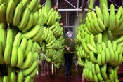 Bảo quản và chế biến chuối sau thu hoạch-giongcaytrong.org