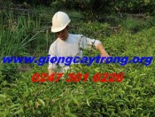 ki-thuat-trong-ba-kich-tim-giongcaytrong.org