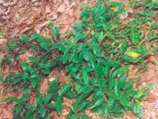 cay-ba-kich-giongcaytrong.org