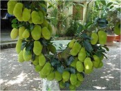 Hướng dẫn kĩ thuật trồng cây mít tố nữ sai quả-giongcaytrong.org