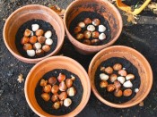 Cách trồng tulip chậu-giongcaytrong.org