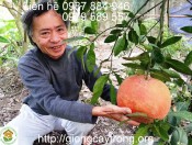 Cây giống bưởi đỏ Luận Văn- Cách trồng chăm sóc bưởi tiến vua