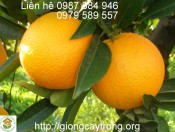 Cây Giống Cam Chanh -Kỹ thuật trồng cam Chanh hiệu quả cao.