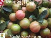 Cây Giống Chanh Đào - Hướng dẫn kĩ thuật trồng và chăm sóc