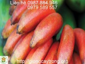Giống Chuối Úc Đỏ Đắc Ca- Hướng dẫn cách trồng chuối đỏ