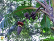 Giống chuối tím-Trồng chuối tím làm cảnh