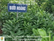 Giống Bưởi Hoàng - Kỹ thuật trồng bưởi Hoàng