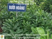 Cây Bưởi Hoàng Giống Chuẩn Nông Nghiệp Việt 0979589557