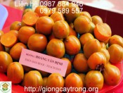 Giống Hồng Không Hạt Bảo Lâm