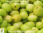 Giống táo chua Gia Lộc- Cây giống Học viên Nông Nghiệp