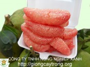 Cây giống Bưởi Da Xanh - Cây ghép, Cây chiết