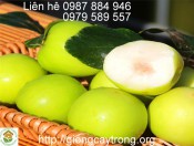 Giống Táo Đài Loan - Cây giống Học viện Nông Nghiệp