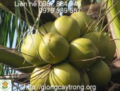Giống Cây Dừa Xiêm Lùn