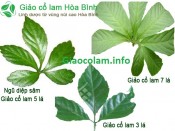 Giống Cây Giảo Cổ Lam|Gọi 0981980186|Học Viện Nông Nghiệp