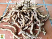 Giống Cây Ba Kích Tím- Hướng dẫn trồng chăm sóc ba kích tím