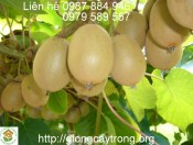 Cây Giống KiWi nhập khẩu ruột vàng ăn ngọt