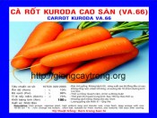 Hạt Giống Củ Cà Rốt KuRoDa Cao Sản