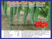 Hạt giống lặc lè