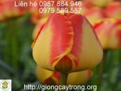 Củ Tulip giống Banja Luka