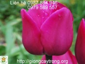 Củ giống Tulip Barcelona