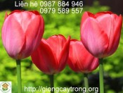 Củ Giống Tulip Ile de France