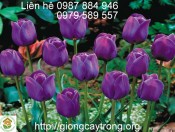 Củ Giống Tulip Purple Flag