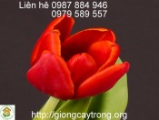 Củ Giống Tulip Strong Fire