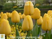 Củ Giống Tulip Strong Gold