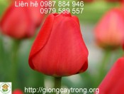 Củ Giống Tulíp Parade